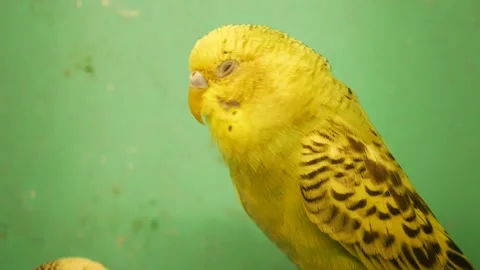 Yellow budgerigar perched in front of green background Video stock 329816917