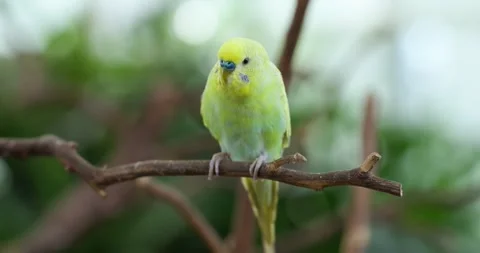 Yellow Budgerigar Perches on Branch Looking Down Curiously in Aviary Stock Footage 341549166