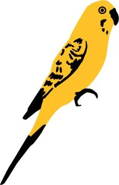 Yellow Budgie イラスト素材
