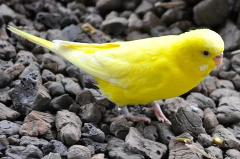 Yellow budgie Stock Photos