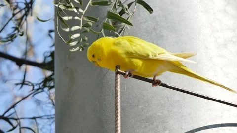 Yellow budgie on a rail 库存影片 327332631