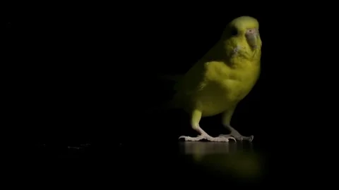 Yellow Budgie Shaking Feathers Under Spotlight Slow Motion Video stock 329893651