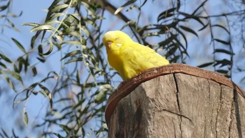 Yellow budgie sitting on a stump 库存影片 327332765