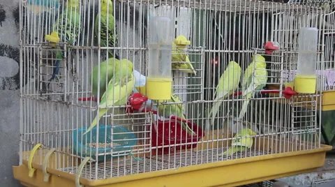Yellow budgies in cages: freedom, twitter, chirping Stock Footage 49791106