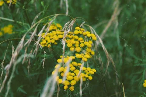Yellow buds on a background of grass Foto stock