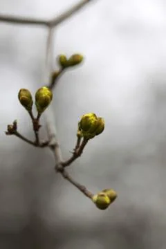 Yellow buds Stock-Fotos