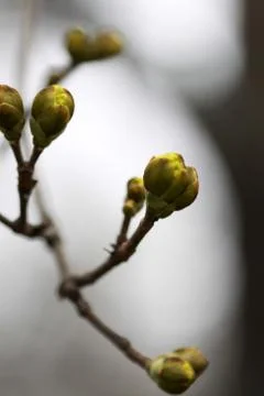Yellow buds Stock Photos