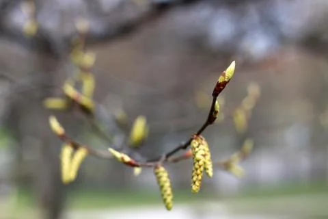 Yellow buds Foto stock