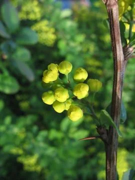 Yellow buds Foto stock