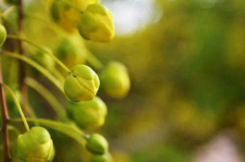 Yellow buds 스톡 사진