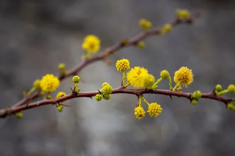 Yellow buds  Foto stock