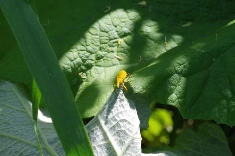 Yellow bug closeup view Stock Photos