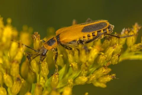 Yellow bug covered in pollen Stock Photos