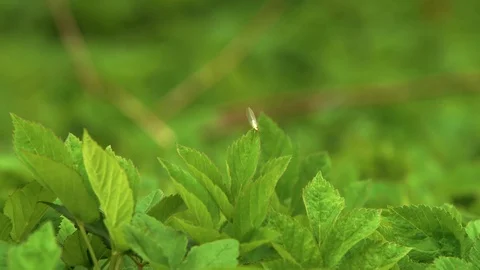 Yellow bug on the green leaf takes off Stock Footage 89616367