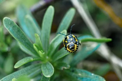 Yellow bug on a leaf Foto stock
