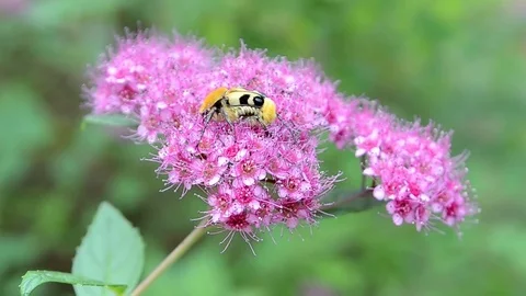 Yellow bug on pink flower closeup, environment diversity. Video stock 71658884