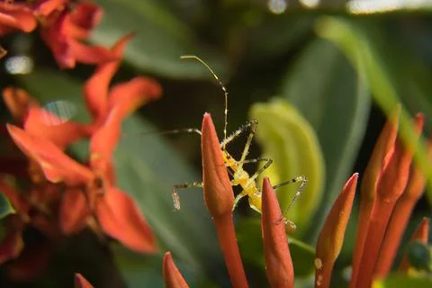 A yellow bug is on a red flower Stock Photos
