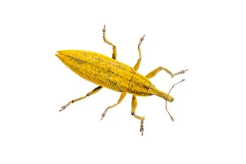 Yellow bug on a white background Stock Photos