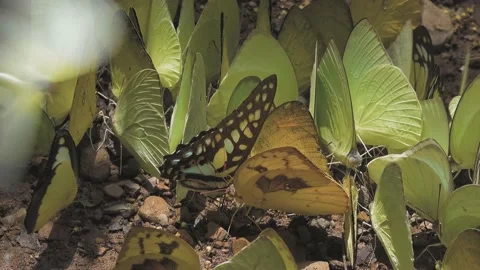 Yellow Bugs Stock Footage 138866127