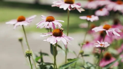 A yellow bumble bee on top of a beautiful pink and orange Echinacea purpurea flo Stock Footage 312654643