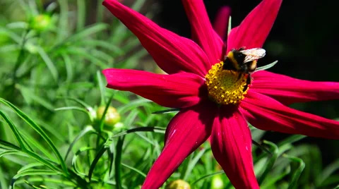 Yellow bumblebee on big beautiful red garden flower Stock Footage 40666888