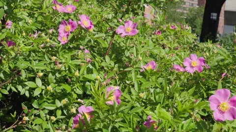 A yellow bumblebee flies between bright pink wildflowers among thick green f Stock Footage 242305447