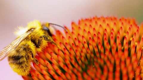 Yellow bumblebee macro Stock Footage 140151448