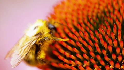 Yellow bumblebee macro Stock Footage 140609242