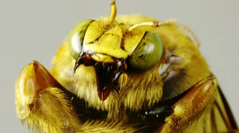 Yellow Bumblebee Seen Close Up Stock Footage 32904381
