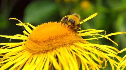 A yellow bumblebee is sucking nectar from the yellow Elecampane flower Stock Footage 157478179