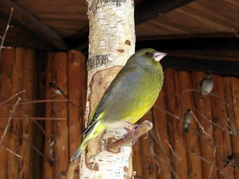Yellow bunting Stock Photos