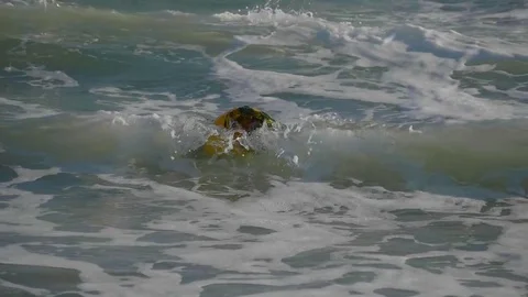 Yellow buoy, washed by waves. Video stock 80571039