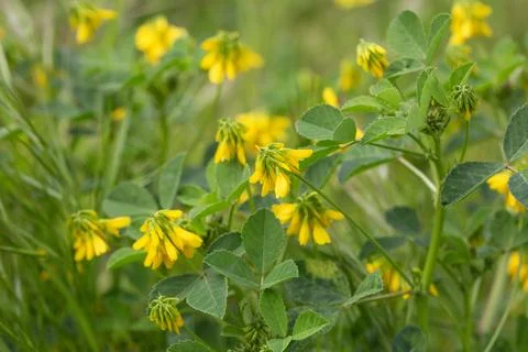 Yellow Bur Medic Medicago Polymorpha Wildflower Blooming in Green Field Stock-Fotos