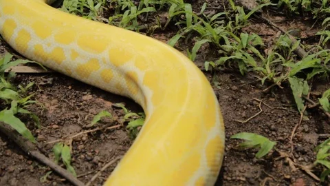 A yellow Burmese python crawling in the garden Video stock 124213462