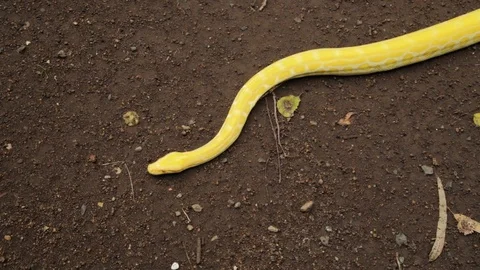 A yellow Burmese python crawling in the ground Video stock 124213455