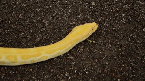 A yellow Burmese python crawling in the ground Video stock 124213458