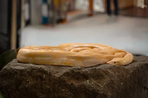 Yellow burmese python curled up on an artificial stone platform. Photos