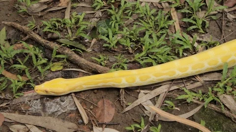 A yellow Burmese python looking for food in the forest Video stock 124213477