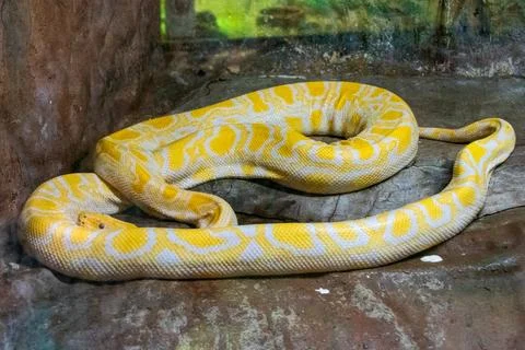 Yellow Burmese python is a species of snake in the family Pythonidae Photos