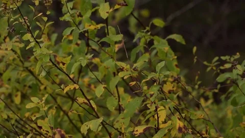 Yellow bush Video stock 81593075