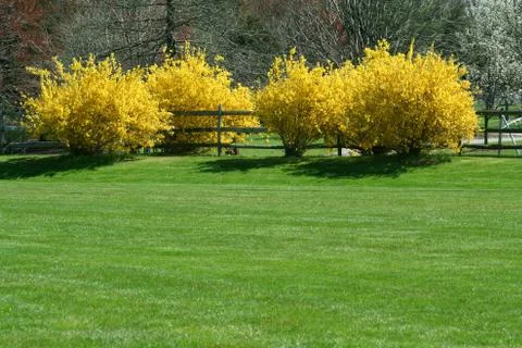 Yellow bushes Stock Photos