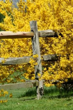 Yellow bushes Foto stock