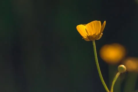 Yellow buttercup flower over dark green background Stock Photos