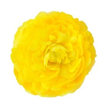 Yellow buttercup Stock Photos