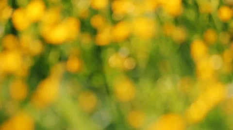 Yellow buttercups and grass 库存影片 11241561