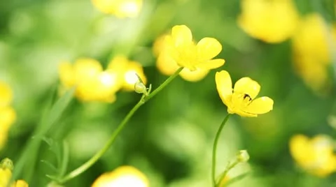 Yellow buttercups and grass Vídeo Stock 12449168