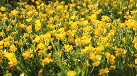 Yellow buttercups and grass Stockbeeldmateriaal 12449561