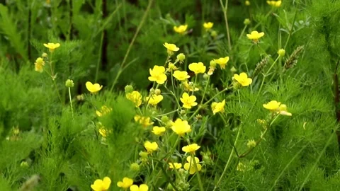 Yellow buttercups in the field Stock Footage 275375722