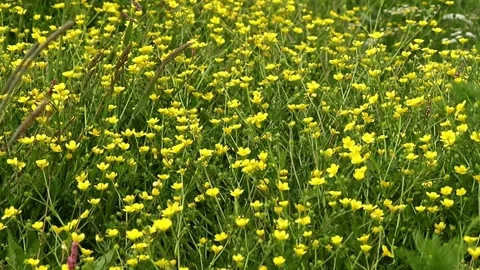 Yellow buttercups in the field Stock Footage 275375949