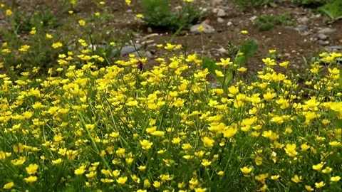 Yellow buttercups in the field Stock Footage 275375963